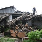 Este ficus de 25 metros de altura cayó sobre el techo de esta casa.