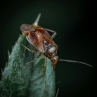Una preparación casera con pepino que ayuda a ahuyentar a las cucarachas.