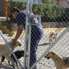 Un perro de raza mediana murió al ser atacado por dos canes más grandes.