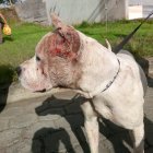 La mayoría de reportes que recibe la UBA es de caninos apuñalados.