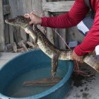El caimán rescatado en Durán.