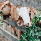 Nueves personas han sido sancionadas por la venta ilegal de leche de cabra.