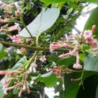 También se le conoce como cascarilla. Crece en todas las regiones