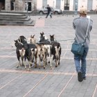 En el Centro Histórico es común ver a los animales y sus dueños caminando por las plazas.