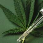 En otros países de la región, el autocultivo se encuentra controlado legalmente.