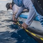 Los investigadores miden a un tiburón martillo liso antes de colocarle una etiqueta en las Islas Galápagos, Ecuador.