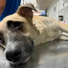 Perro herido de bala en Guayaquil por defender a sus vecinos.