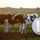 La Brucelosis es una infección bacteriana que afecta a miles de personas en todo el mundo