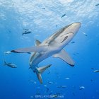 El tiburón sedoso de Galápagos fue marcado en 2021 y registra varias migraciones, llegando a medio camino de Hawái incluso.