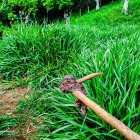 Conoce a la Boa constrictor