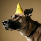 Referencial. Un perro mestizo celebrando su día