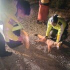 El animal silvestre presuntamente fue atropellado por un vehículo.