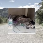 El perrito fue encontrado agonizando en una calle de La Betania.