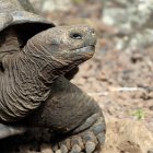 Tortuga marina de Galapagos