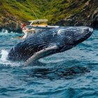 Decenas de personas se movilizan para apreciar los saltos y acrobacias de las ballenas.