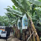 Los cuerpos fueron hallados dentro de una platanera.