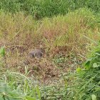 El cadáver  estaba en un terreno baldío, ya en descomposición.