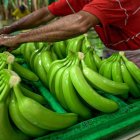 La exportación de banano cayó un 3% en junio del 2024.