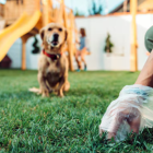 Mediante las heces de los perros se puede verificar varios factores sobre su salud.