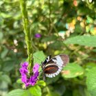 Una de las especies de mariposas que revolotean en este espacio natural.