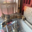 Michi también duerme plácidamente en su puesto de ‘trabajo’.