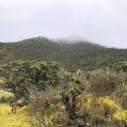 Con ayuda de perros han rastreado extensas zonas para tratar de encontrar a la joven.