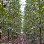 Los bosques aportan en varios aspectos del ecosistema del Ecuador.