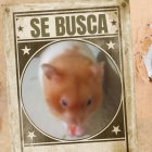 El pequeño Junior movilizó a toda una ciudad en redes sociales para encontrarlo.