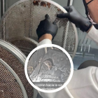 Capturas gráficas del video que mostraba los diferentes lugares hallados con desaseo en un restaurante de Urdesa en Guayaquil.