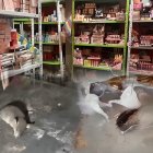 Estos fueron los locales clausurados esta semana en Ecuador por Arcsa.