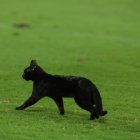 Minuto 74 entró el Gato Negro, el más emelecista de todos y ganó Emelec.