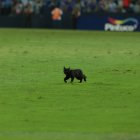 El felino ingresó a la cancha del estadio Capwell entre el minuto 74 y 75 del partido que al final remontó Emelec