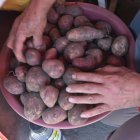 Acomodar las papas en lavacaras permite una mejor exhibición de este tubérculo.