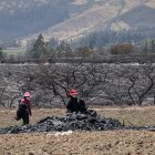 Dos mujeres agricultoras y en situación vulnerable recogen lo que quedó de la plantación de frutillas.