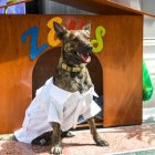 Zeus padecía de una enfermedad terminal