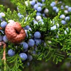 También se la conoce cómo juniperus communis.
