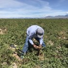 El estiaje ha llevado en los últimos días a un aumento en el precio de la papa y amenaza con incrementar el costo de la carne