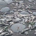 Peces muertos en el río Esmeraldas.