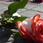 Con rosas han hecho varios plantones por la violencia contra la mujer.