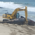 La ballena medía aproximadamente 11 metros de longitud.