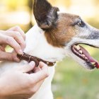 Es recomendable llevar a tu perro al veterinario para chequeos y limpiezas dentales regulares.