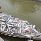 Decenas de pescados saltaron alrededor y sobre la barca de Nelo Soler.