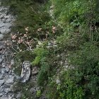 Agentes de la Policía indicaron que se trató de una pérdida de pista y posterior estrellamiento de una camioneta hacia el barranco del río Paute.