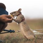 Una rata gigante recibe su recompensa tras identificar una mina en una demostración de entrenamiento, mostrando el poder de su olfato para salvar vidas.