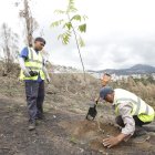 Los vecinos y  técnicos de la Secretaría de Ambiente realizan las labores de siembra en 10 sitios de la ciudad.