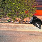 Las ratas han cavado túneles a lo largo de la peatonal y así se pasean a sus anchas por toda la avenida.