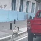 Captura de pantalla del momento en que una persona abandona al can.