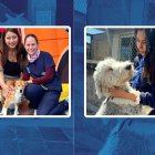 Los perritos se encuentran en buenas condiciones.