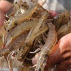 El camarón ecuatoriano es apetecido por más de 60 países.