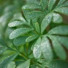 La ruda tiene beneficios medicinales, pero su consumo debe ser moderado